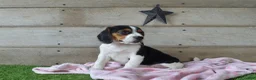 Beagle dogs for sale: Queen - Ad 4