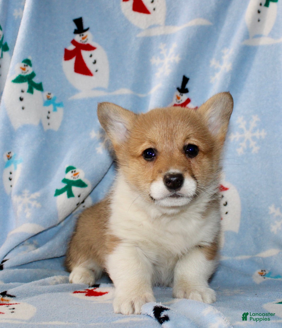 Welsh Corgi Pembroke dogs for sale: Addie - Ad 1