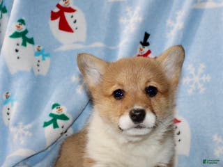 Welsh Corgi Pembroke dogs Addie - Ad 33