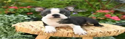 Boston Terrier dogs for sale: Bonnie - Ad 2