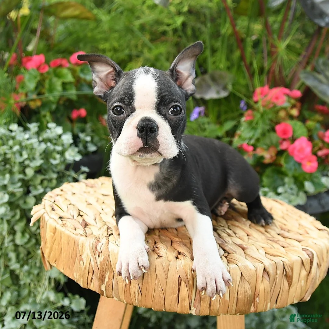 Boston Terrier dogs for sale: Bonnie - Ad 2