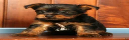 Yorkshire Terrier dogs for sale: Mitch - Ad 6