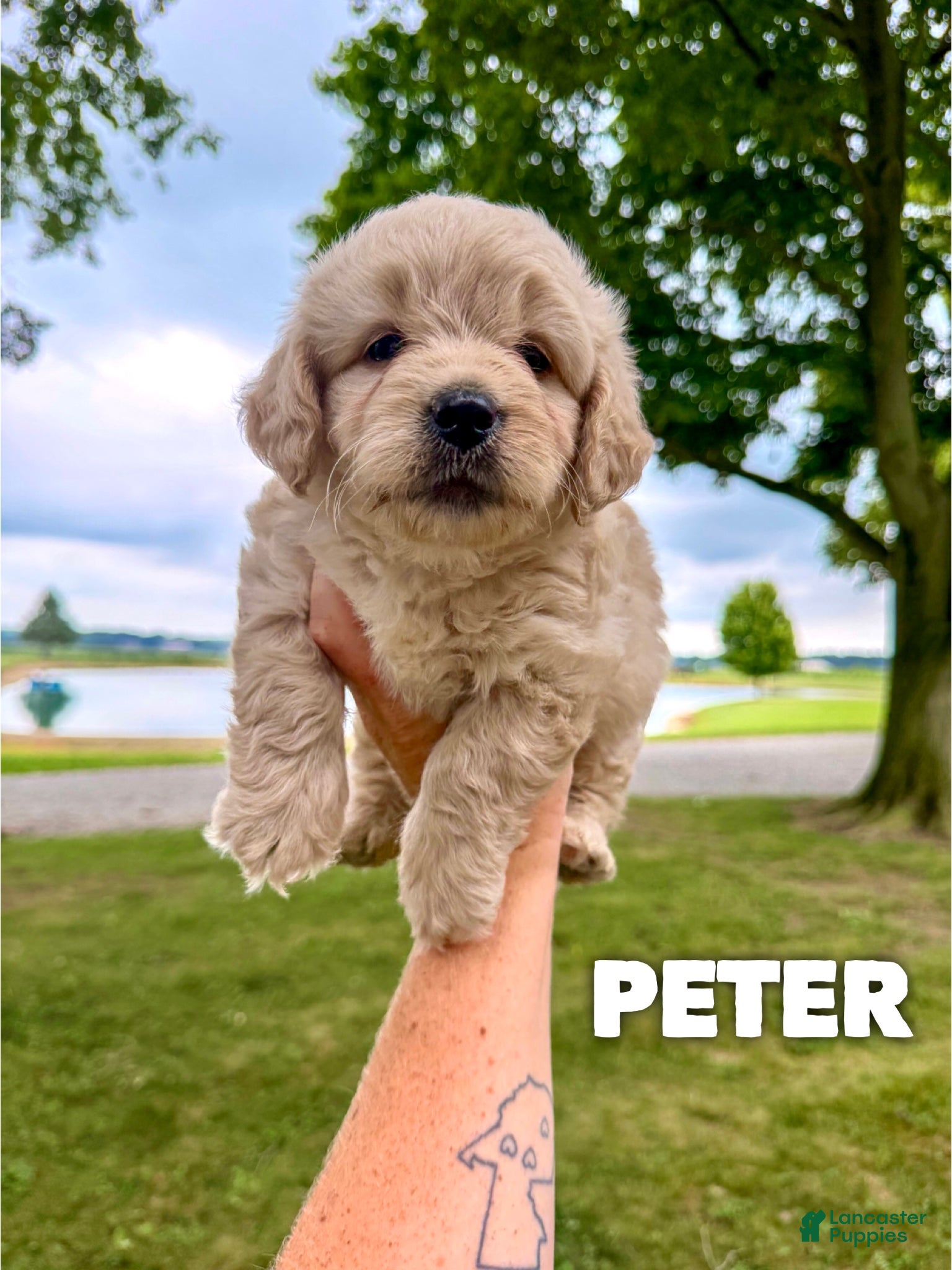 Mini Goldendoodle dogs Peter - Micro Mini F1b  - Ad 28
