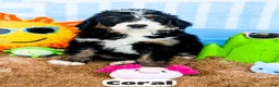 Bernedoodle dogs for sale: Coral - Ad 12