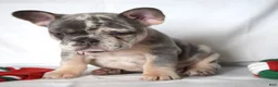 French Bulldog dogs for sale: Trixie - Ad 21