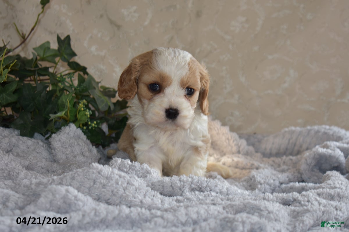 Cavapoo dogs Larry - Ad 2