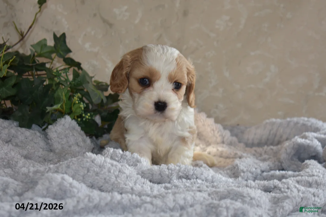 Cavapoo dogs for sale: Larry - Ad 2