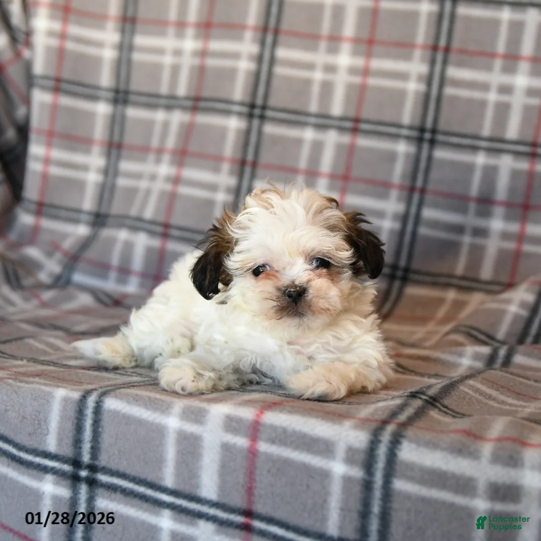 Mixed Breed dogs for sale: Quacks - Ad 5