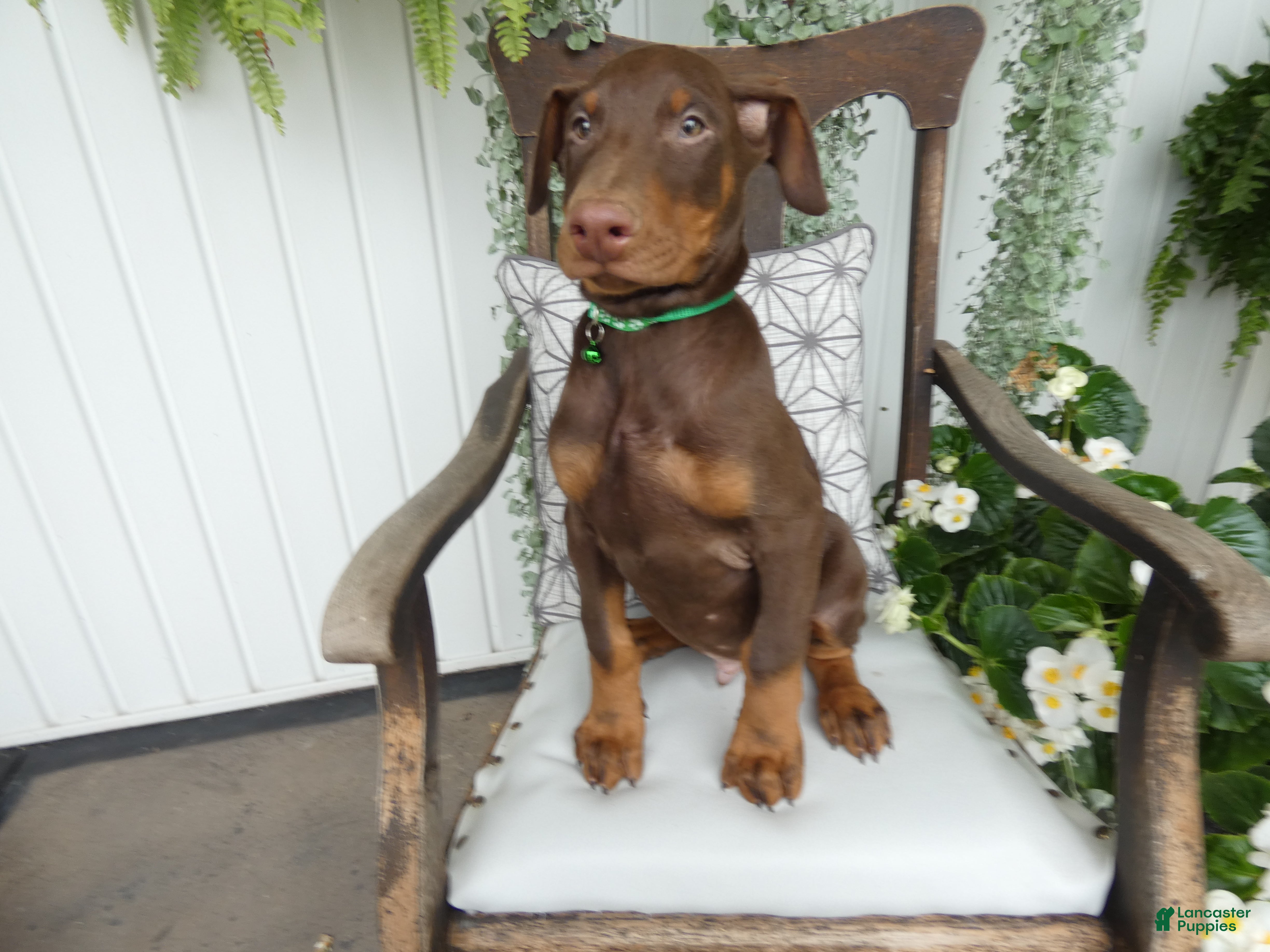 Doberman Pinscher dogs Doberman Pinscher 2 Duke - Ad 39