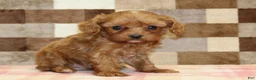 Cavapoo dogs for sale: Ivan - Ad 4