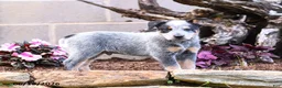 Australian Cattle Dog dogs for sale: Axel - Ad 4