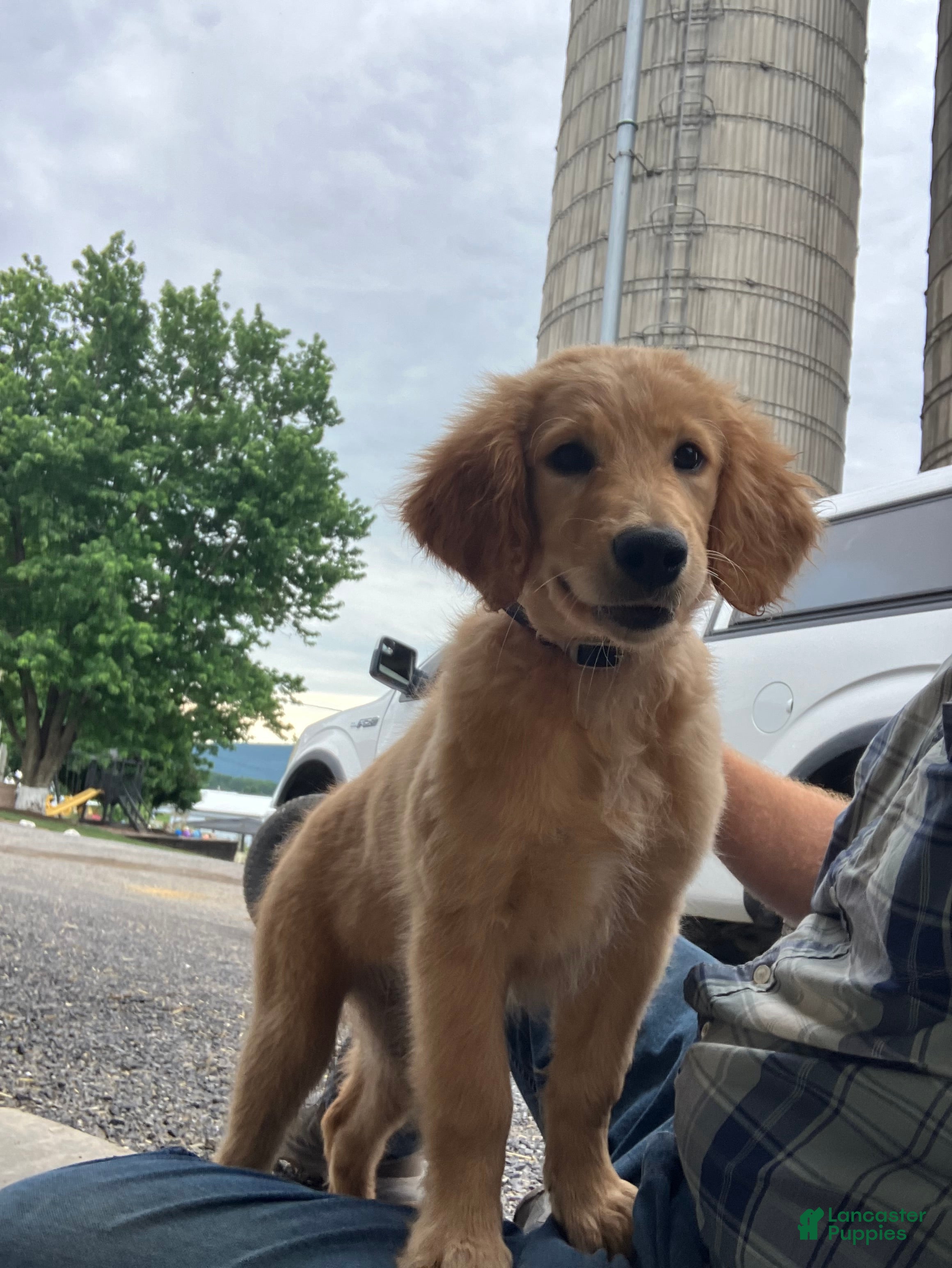 Goldendoodle dogs Brooke - Ad 2