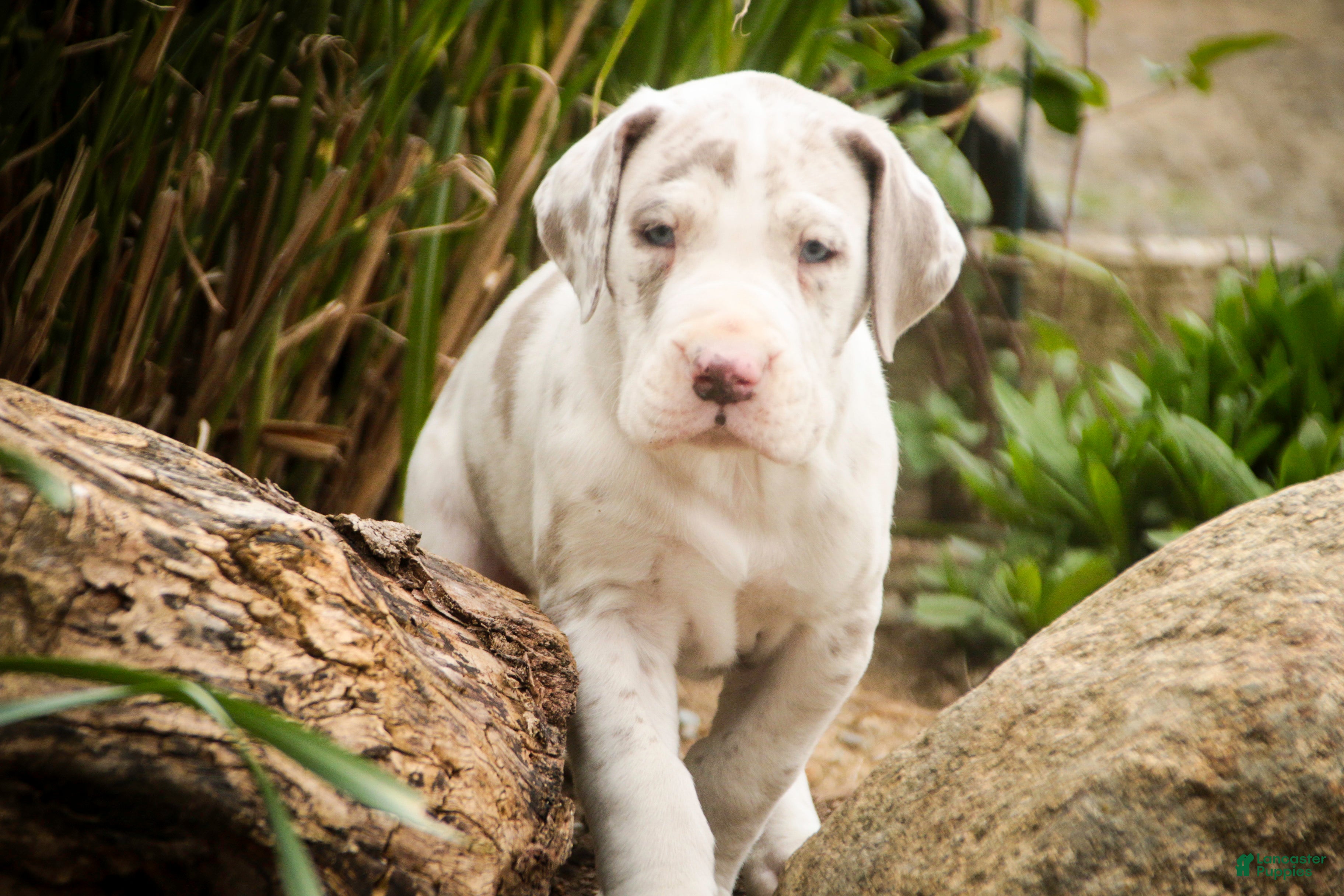 Great Dane dogs Santiago - Ad 2