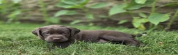Labrador Retriever dogs for sale: Bruno  - Ad 1