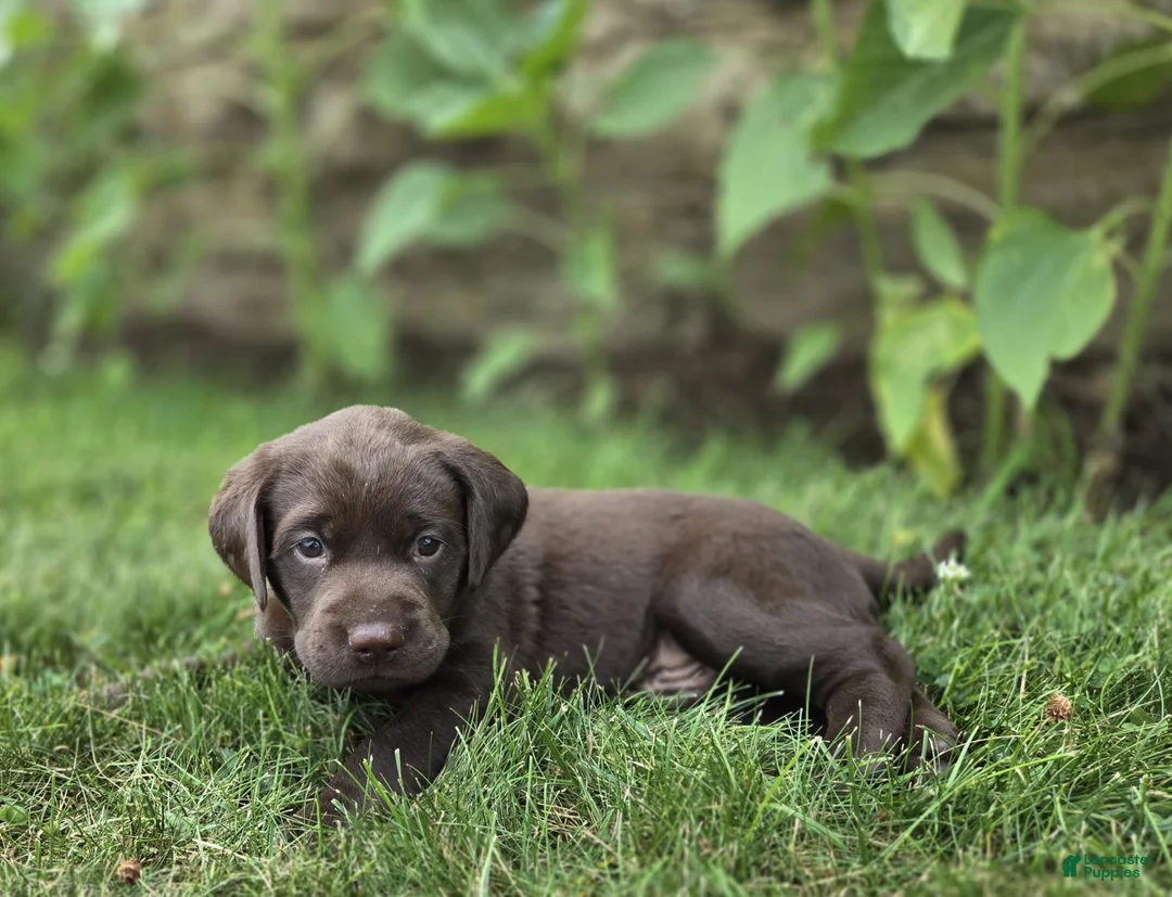Labrador Retriever dogs for sale: Bruno  - Ad 1