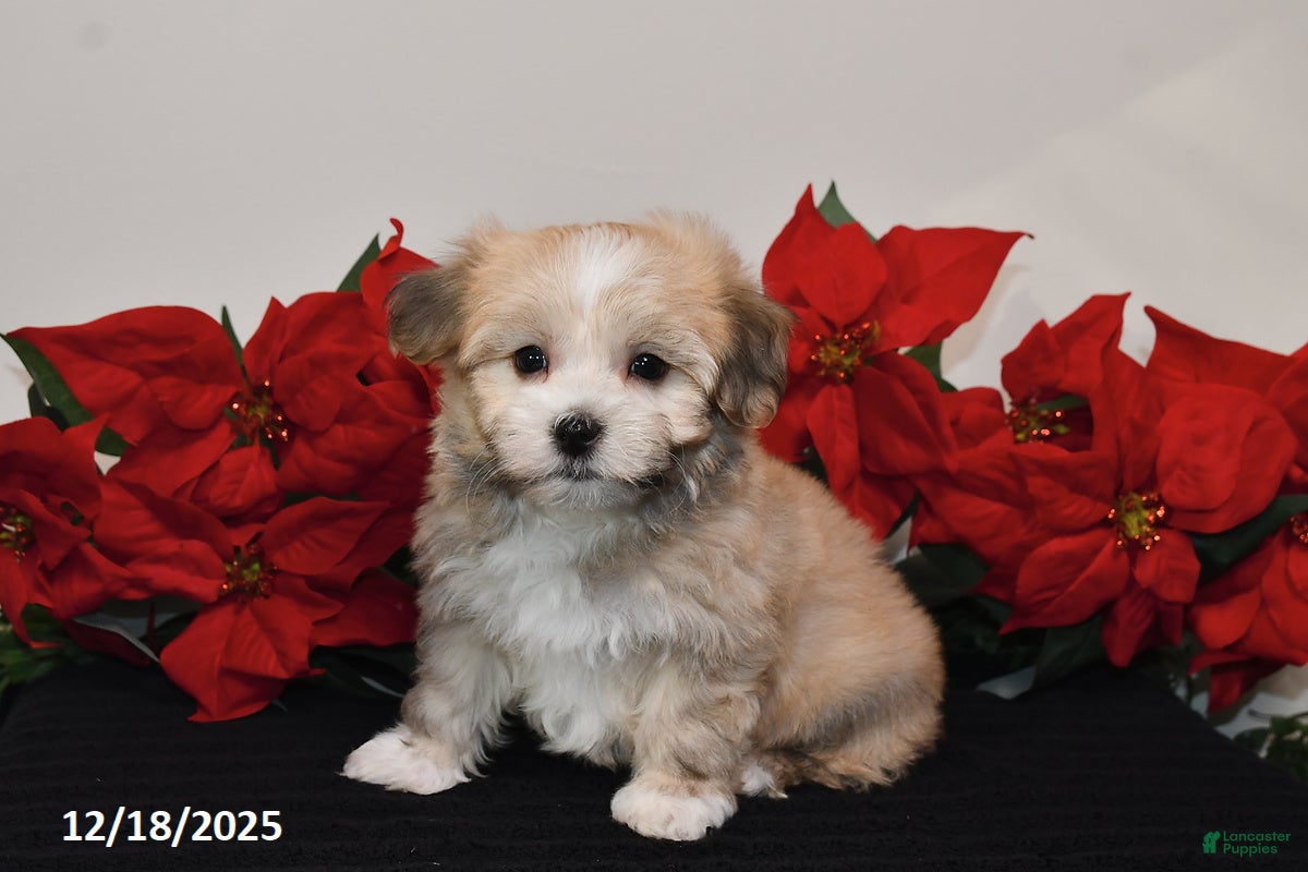 Havanese dogs Bubbles - Ad 30