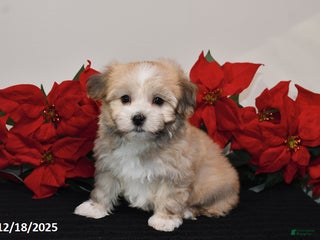 Havanese dogs Bubbles - Ad 40