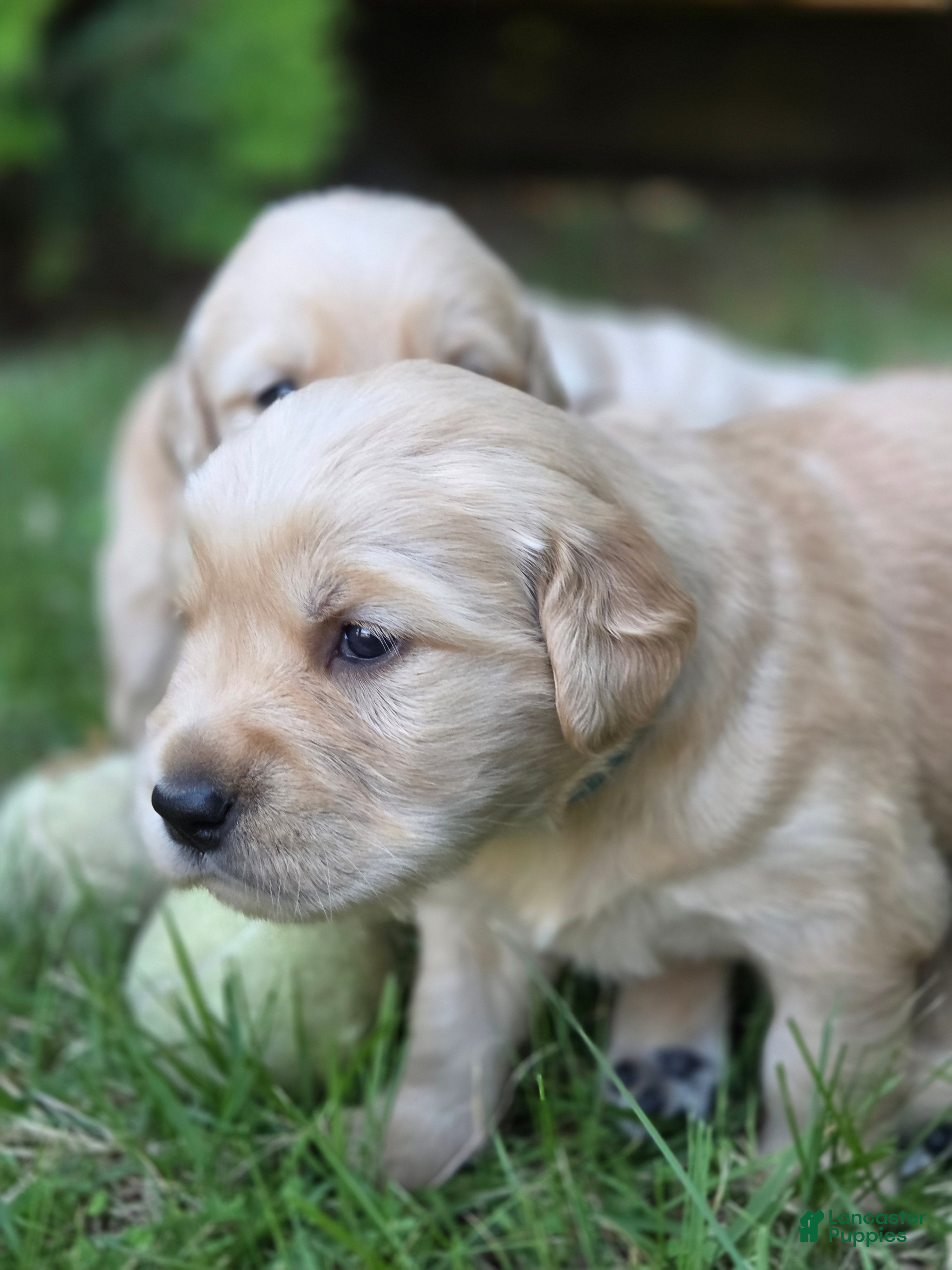 Golden Retriever dogs Golden Retriever Puppy Ms. Teal - Ad 28