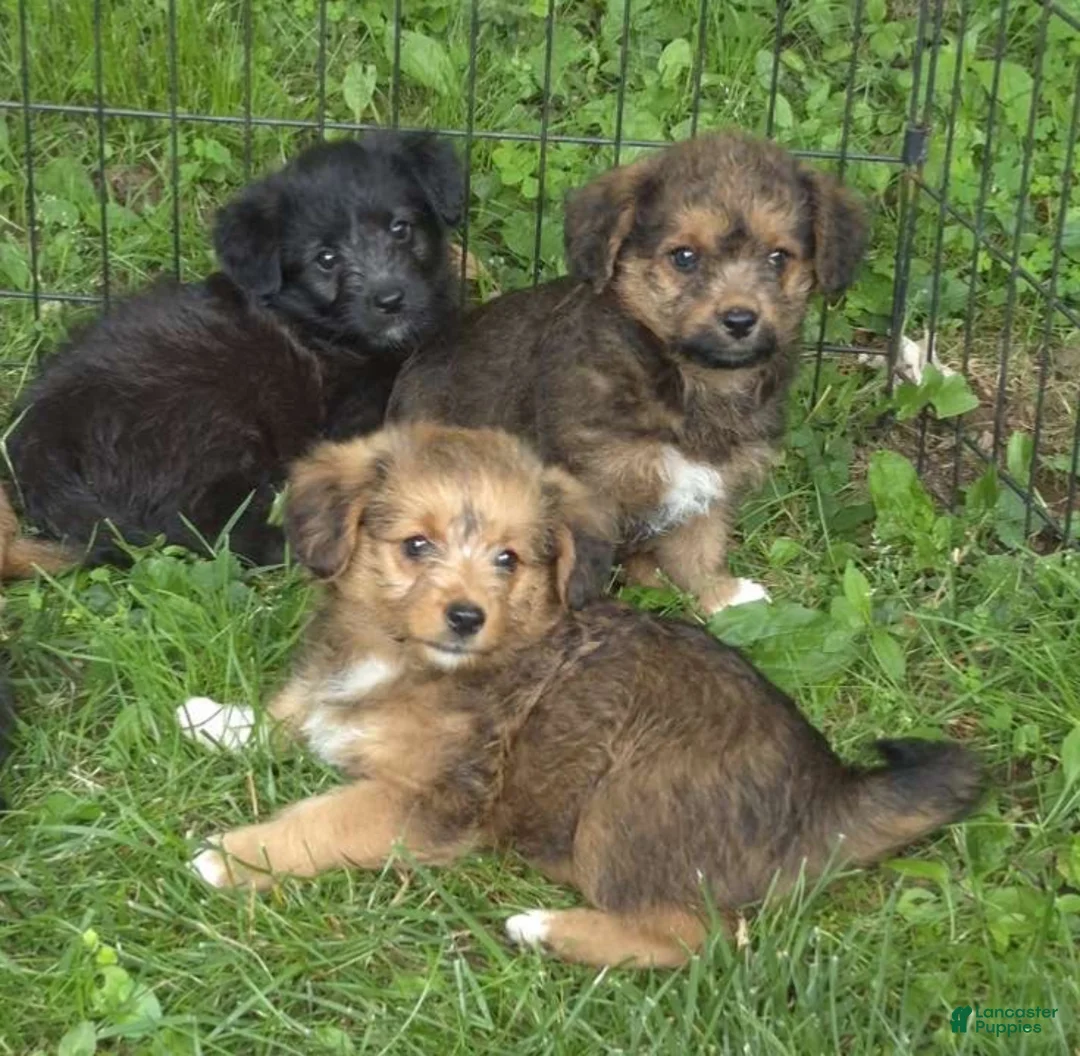 Corgipoo dogs for sale: Bella  - Ad 7