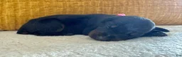 Doberman Pinscher dogs for sale: Sage - Ad 4