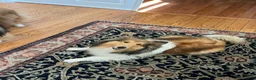 Shetland Sheepdog dogs for sale: Shetland Sheepdog  - Ad 9