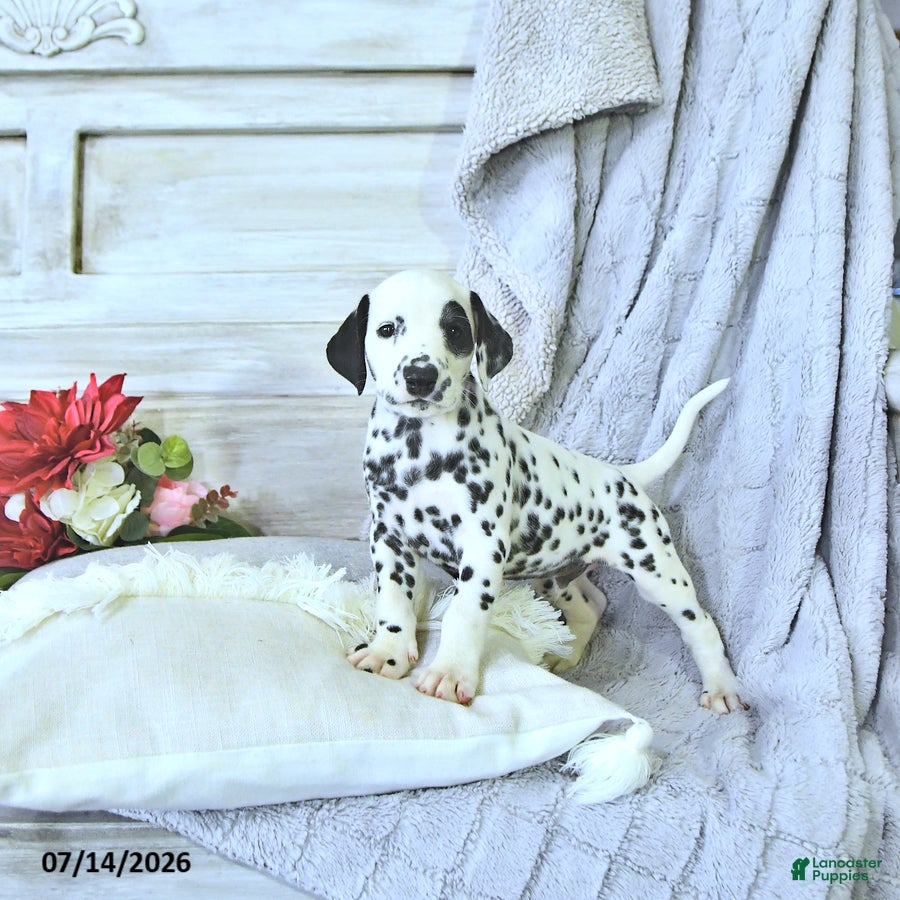 Dalmatian dogs Toby - Ad 1