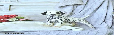Toby