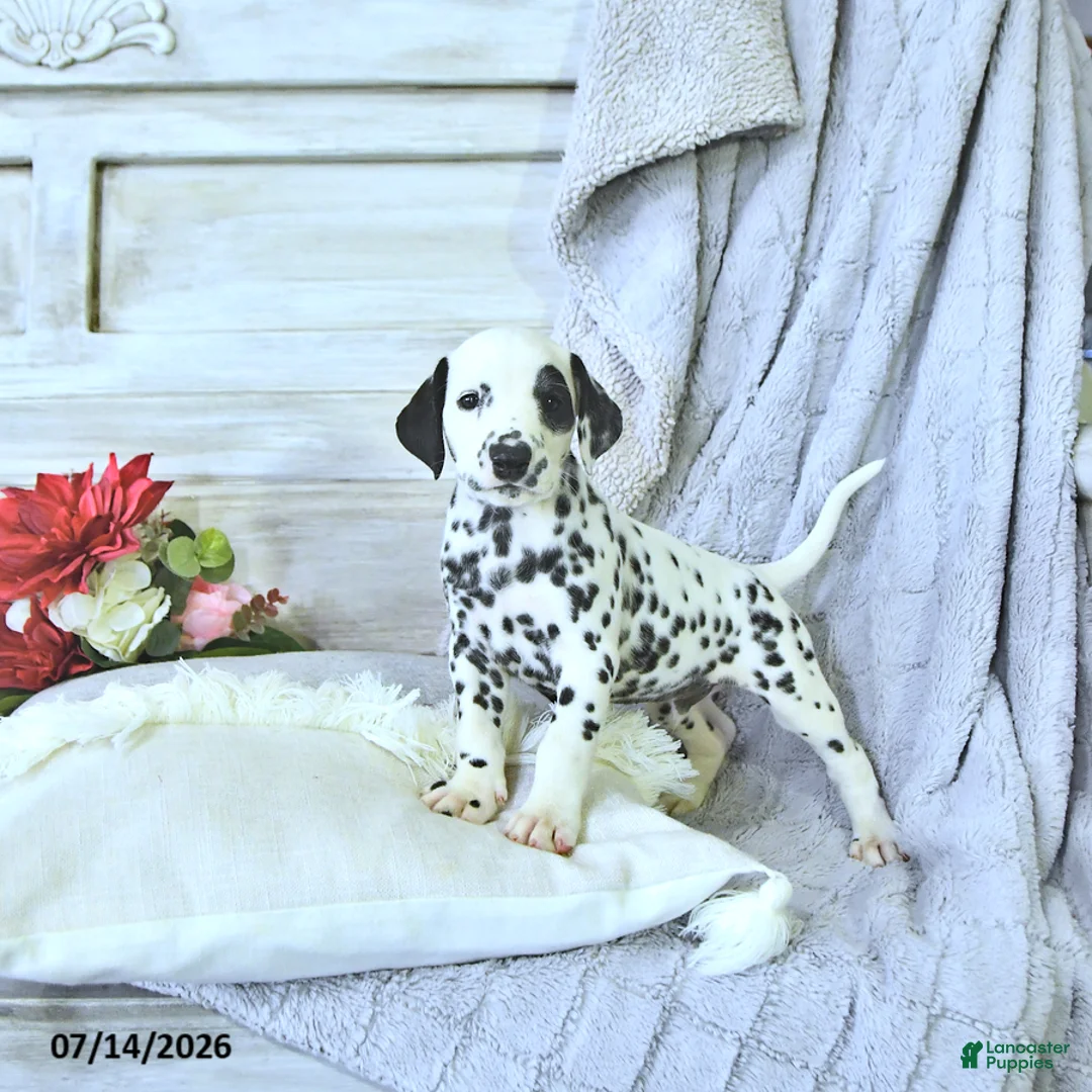 Dalmatian dogs for sale: Toby - Ad 1