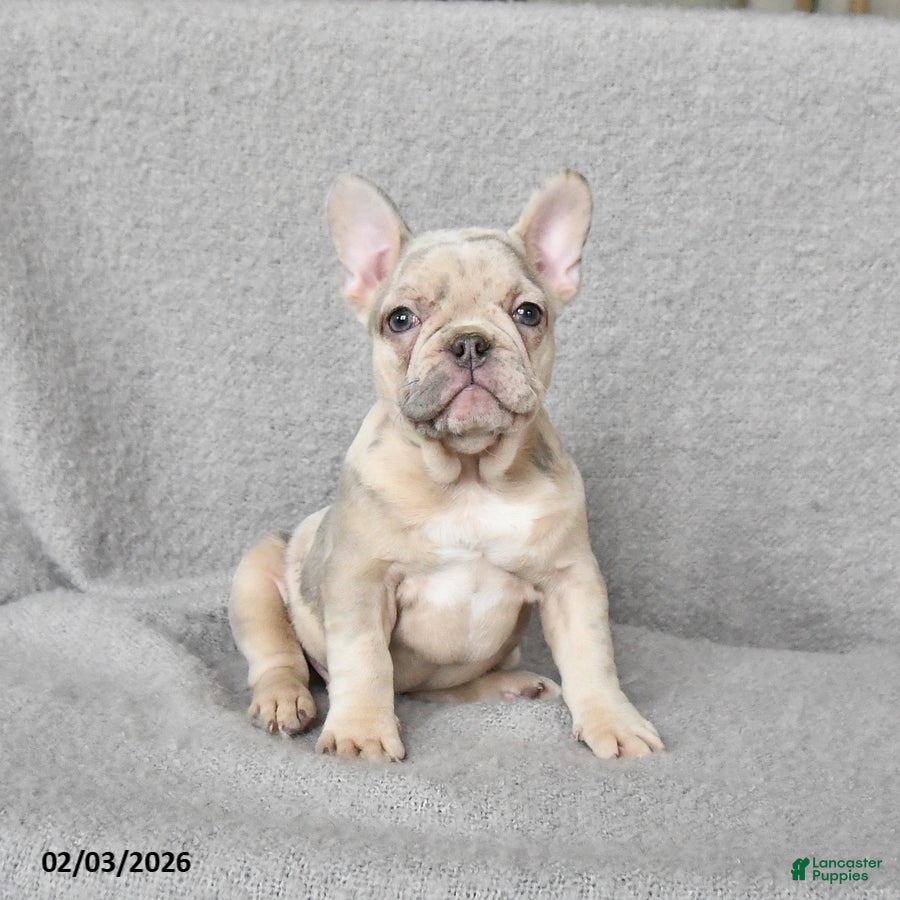 French Bulldog dogs Penny - Ad 33