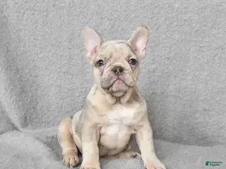French Bulldog dogs Penny - Ad 33