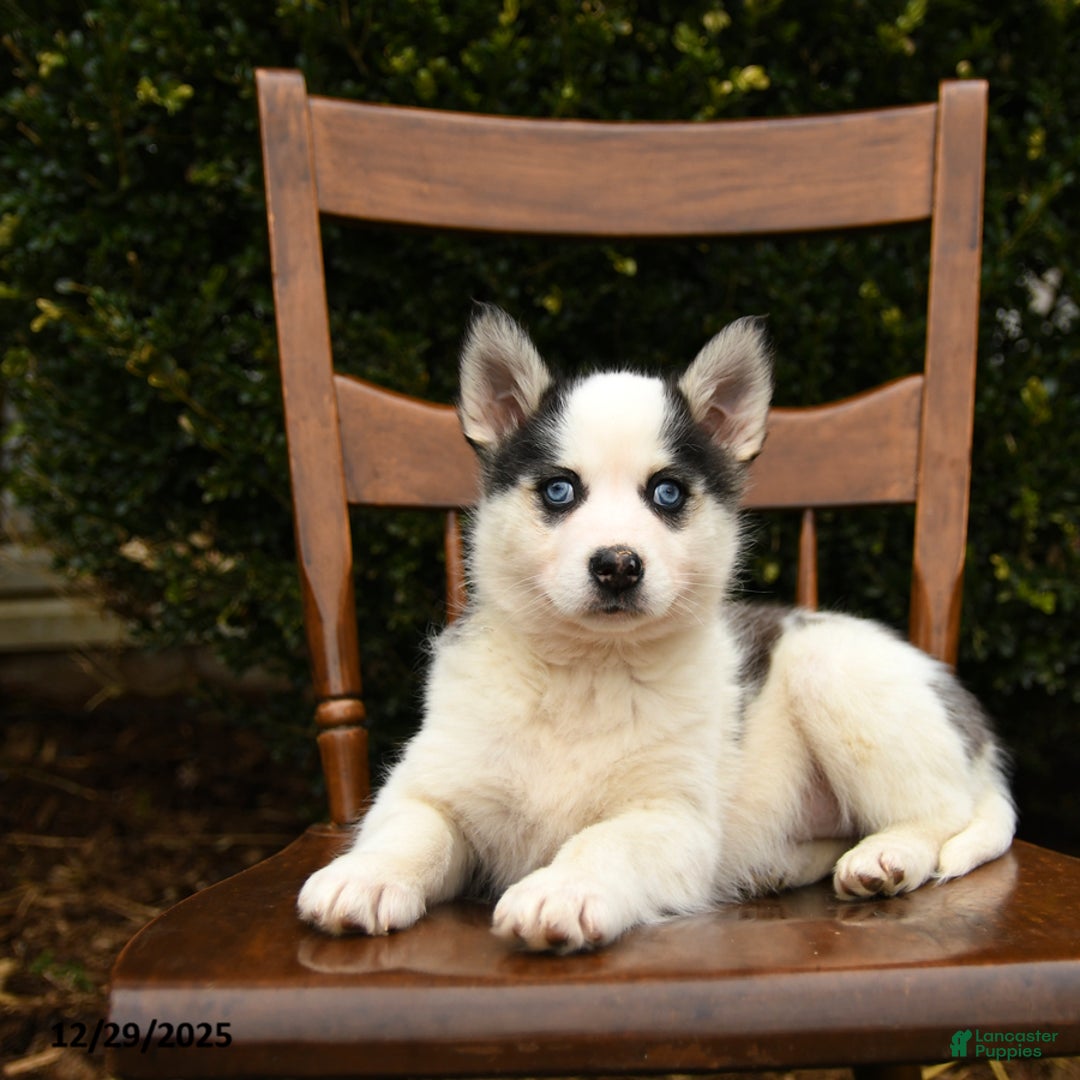 Mixed Breed dogs for sale: Ophelia - Ad 2