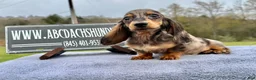 Miniature Dachshund dogs for sale: AKC Russian- Pra clear sale - Ad 12
