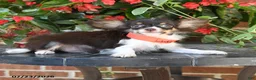 Chihuahua dogs for sale: Duke - Ad 3