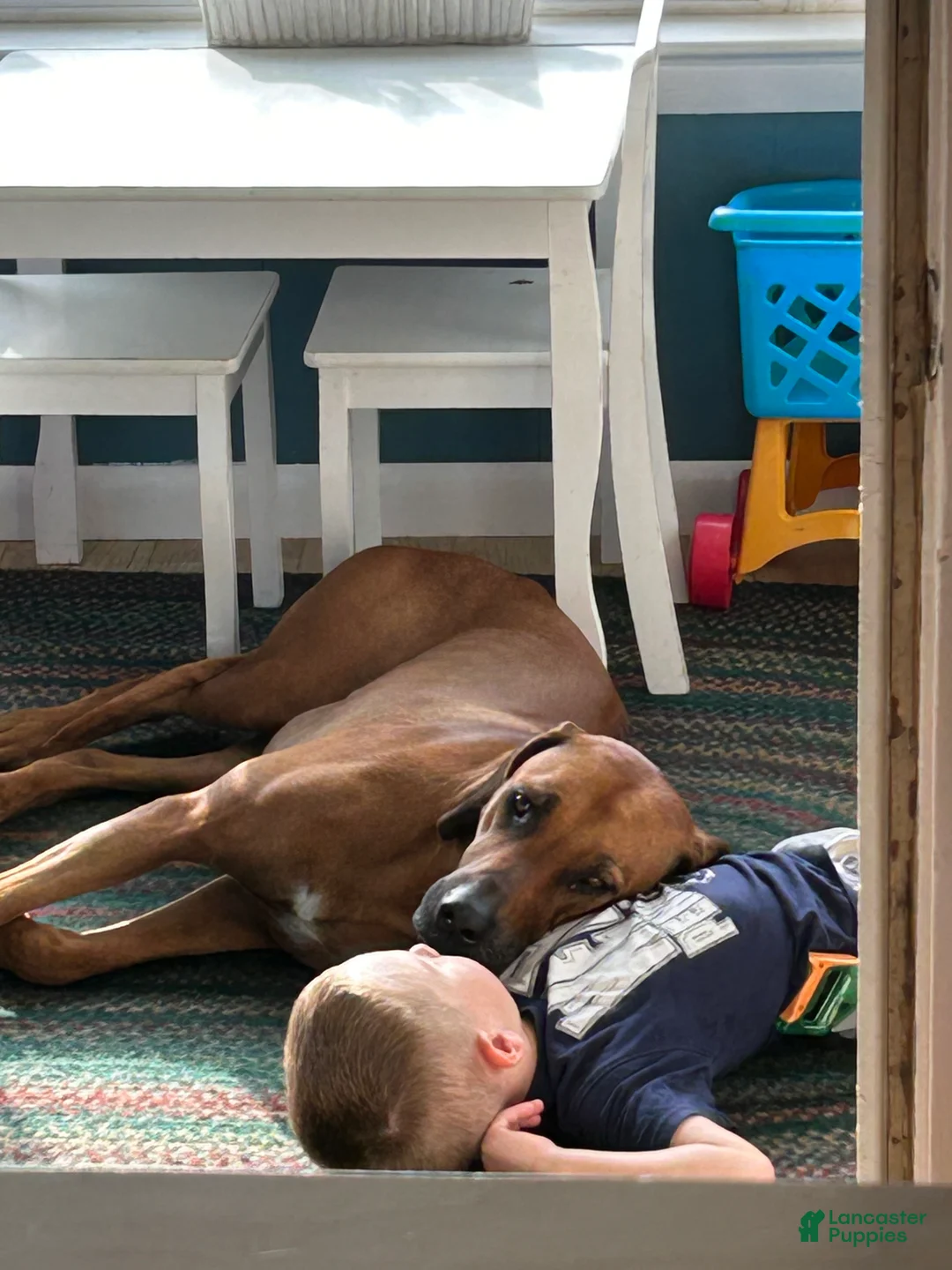 Rhodesian Ridgeback dogs for stud: Archer - Ad 9