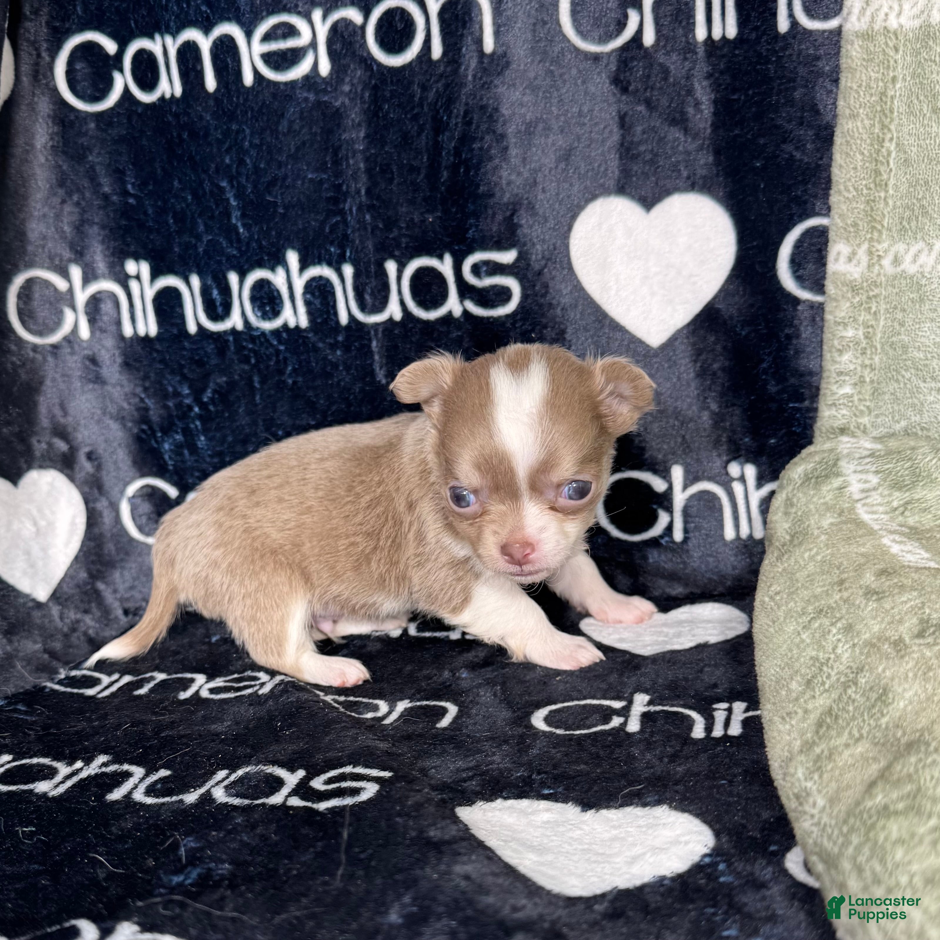 Chihuahua dogs Micro Thumper Lavender LC - Ad 1