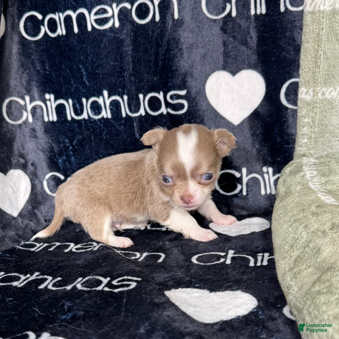 Chihuahua dogs for sale: Micro Thumper Lavender LC - Ad 1