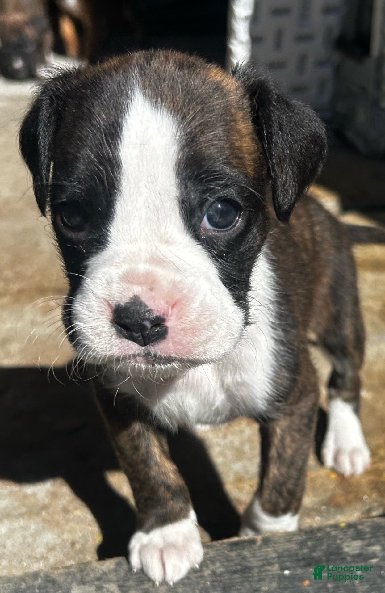 Boxer dogs Boxer 3 - Ad 14