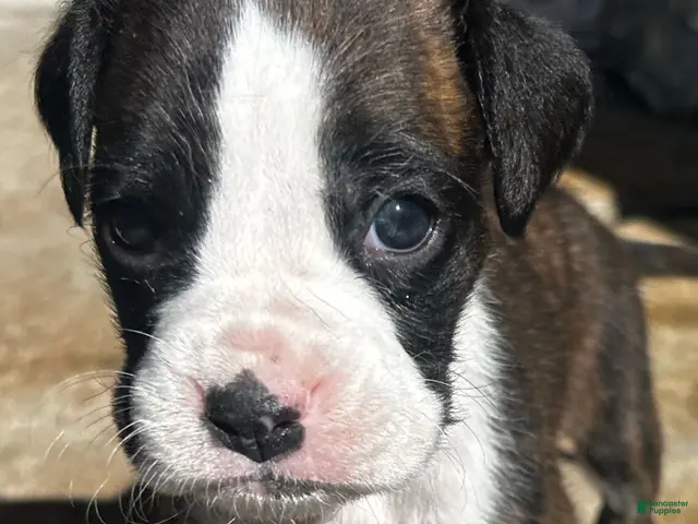 Boxer dogs Boxer 3 - Ad 14