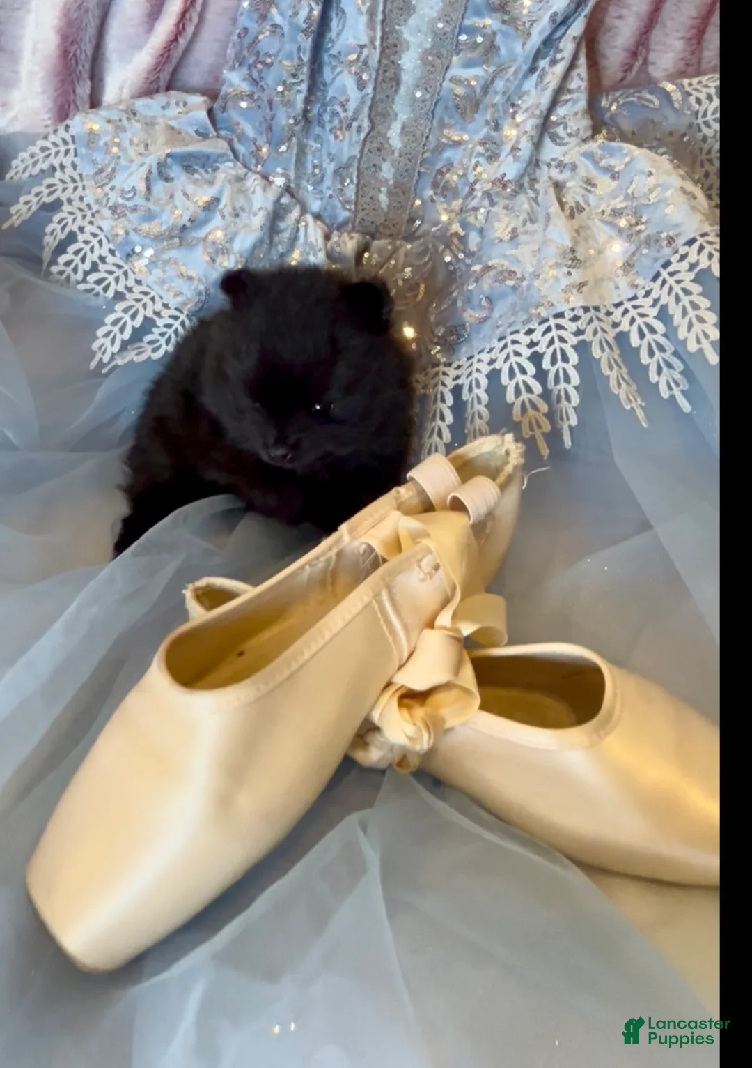 Pomeranian dogs for sale: Wednesday  - Ad 1