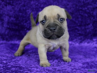 American Bully dogs - Ad 40