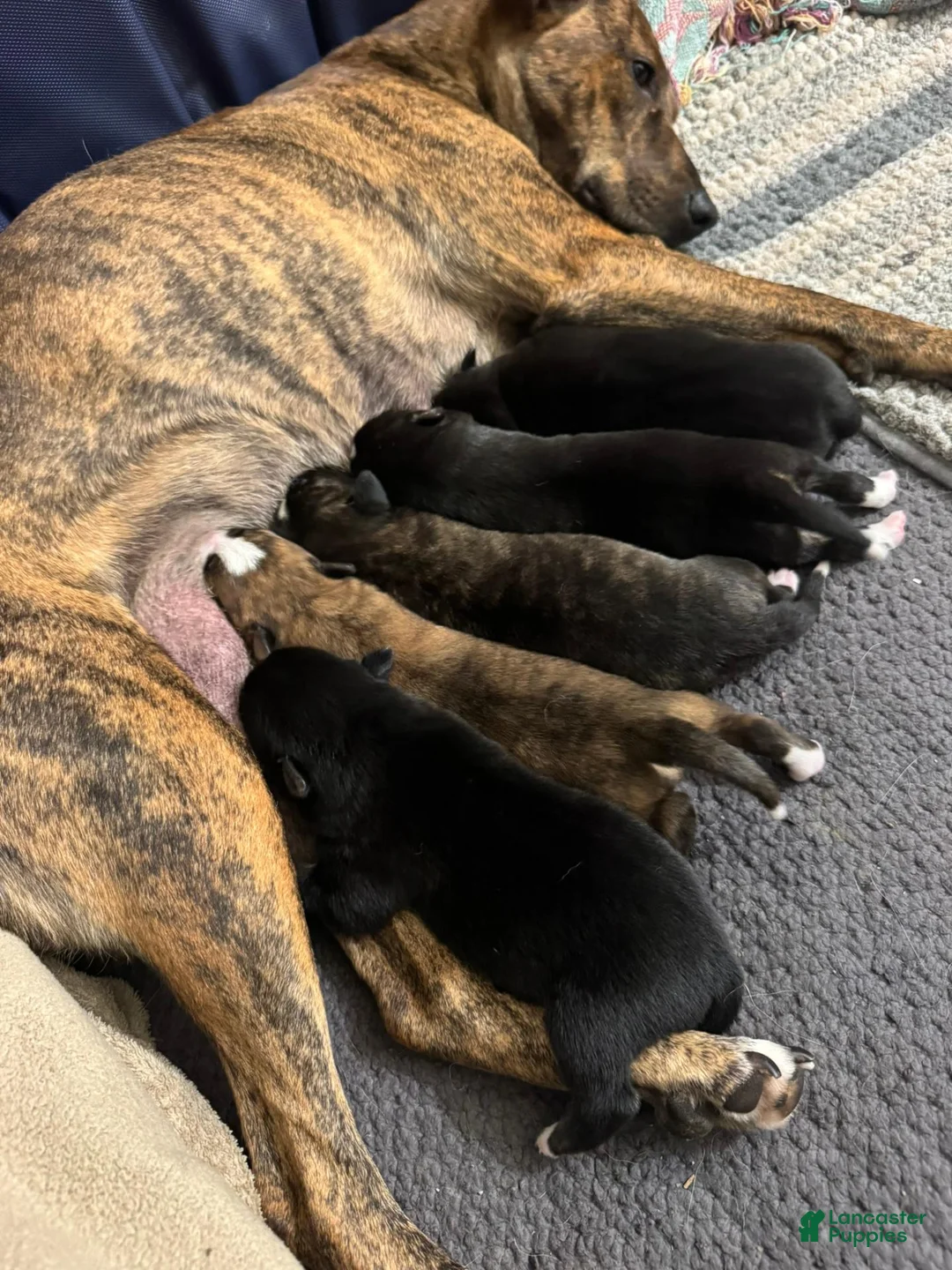 Mixed Breed dogs for sale: Dory - Ad 1