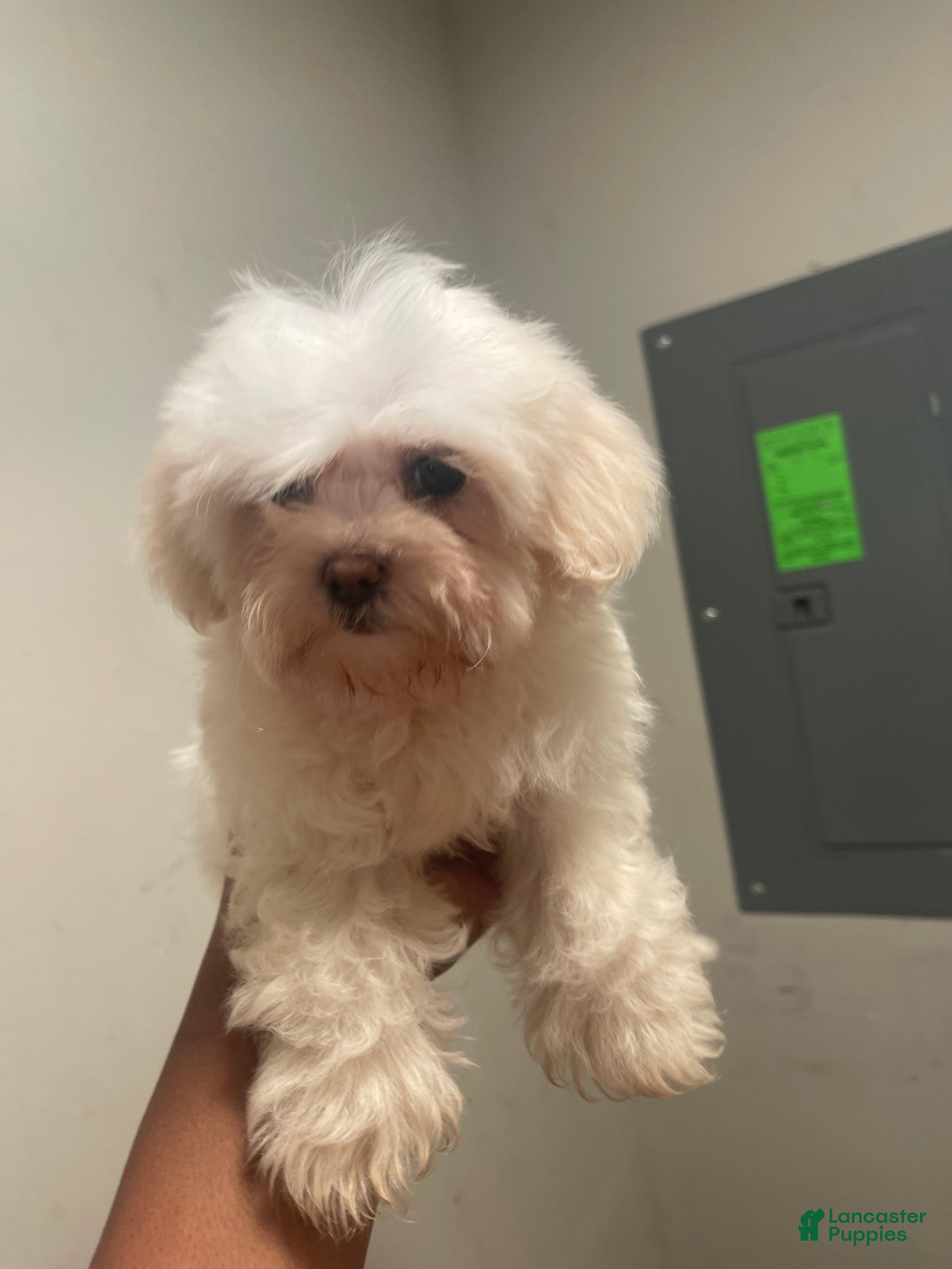 Malshi dogs Malshi Puppy 1 - Ad 24