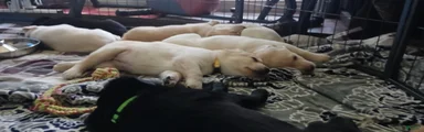 Labrador Retriever Purple collar