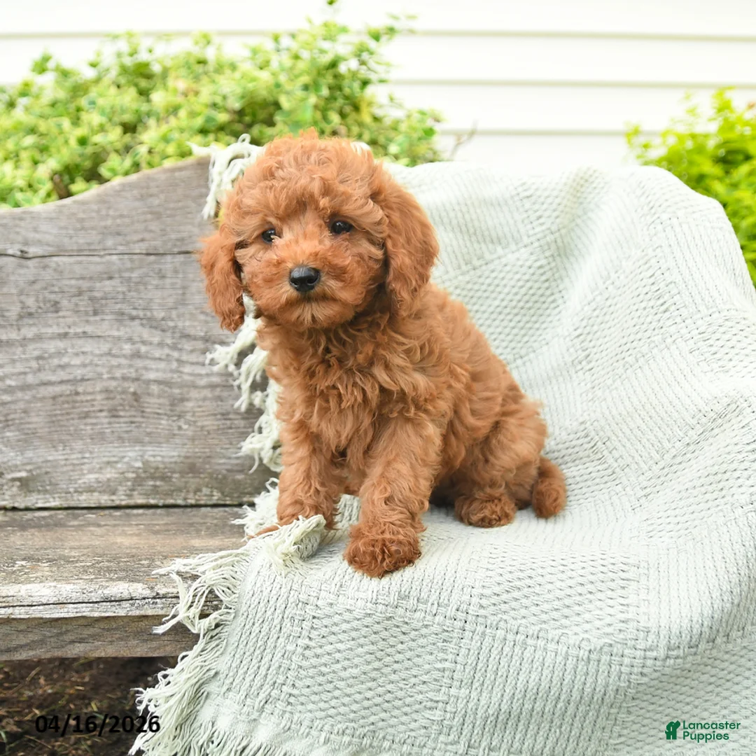 Miniature Poodle dogs for sale: Nellie - Ad 1