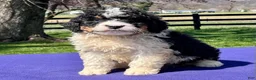 Bernedoodle dogs for sale: Leo - Ad 4