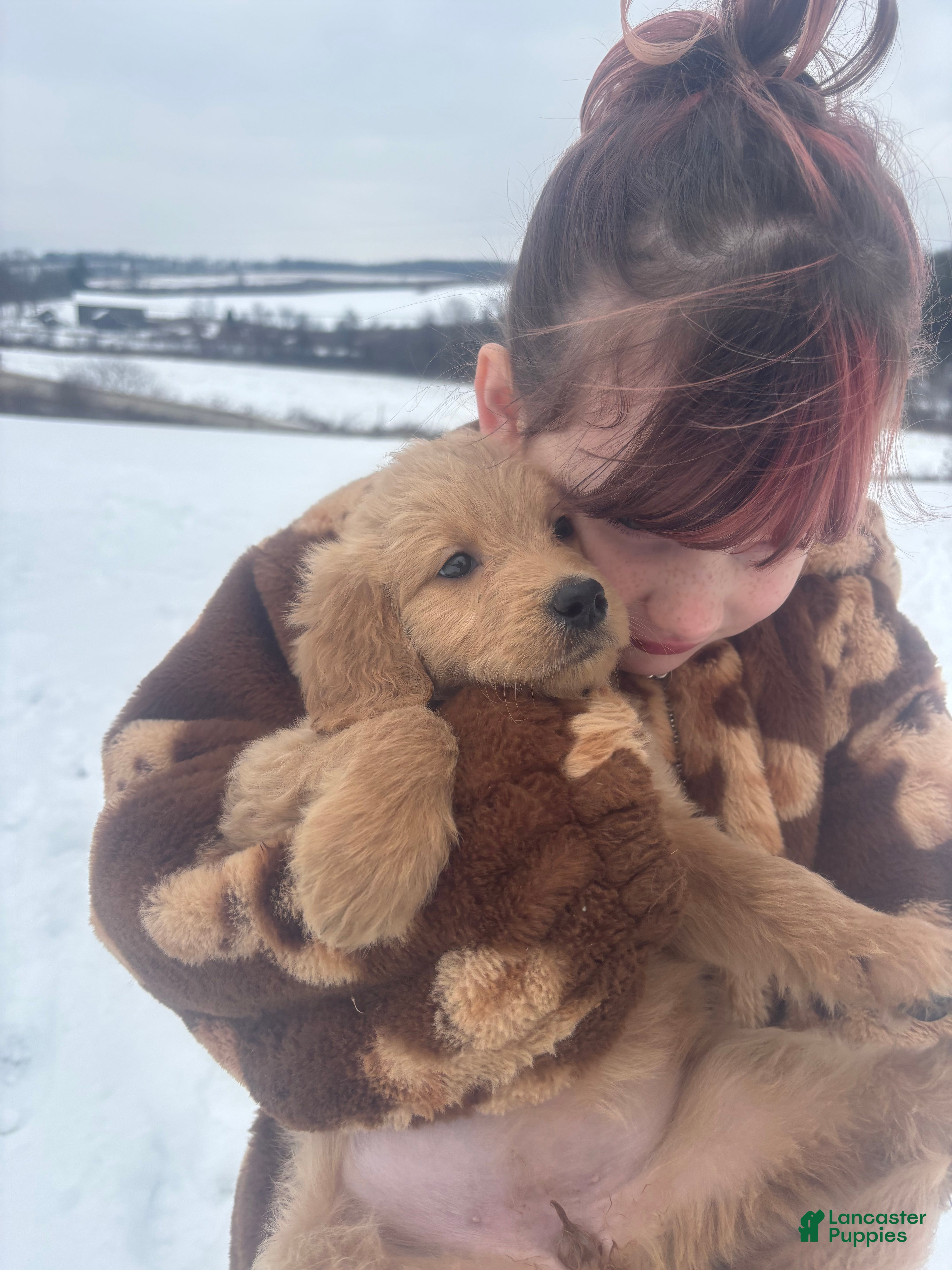 Goldendoodle dogs Fawn - Ad 16