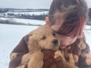 Goldendoodle dogs Fawn - Ad 33