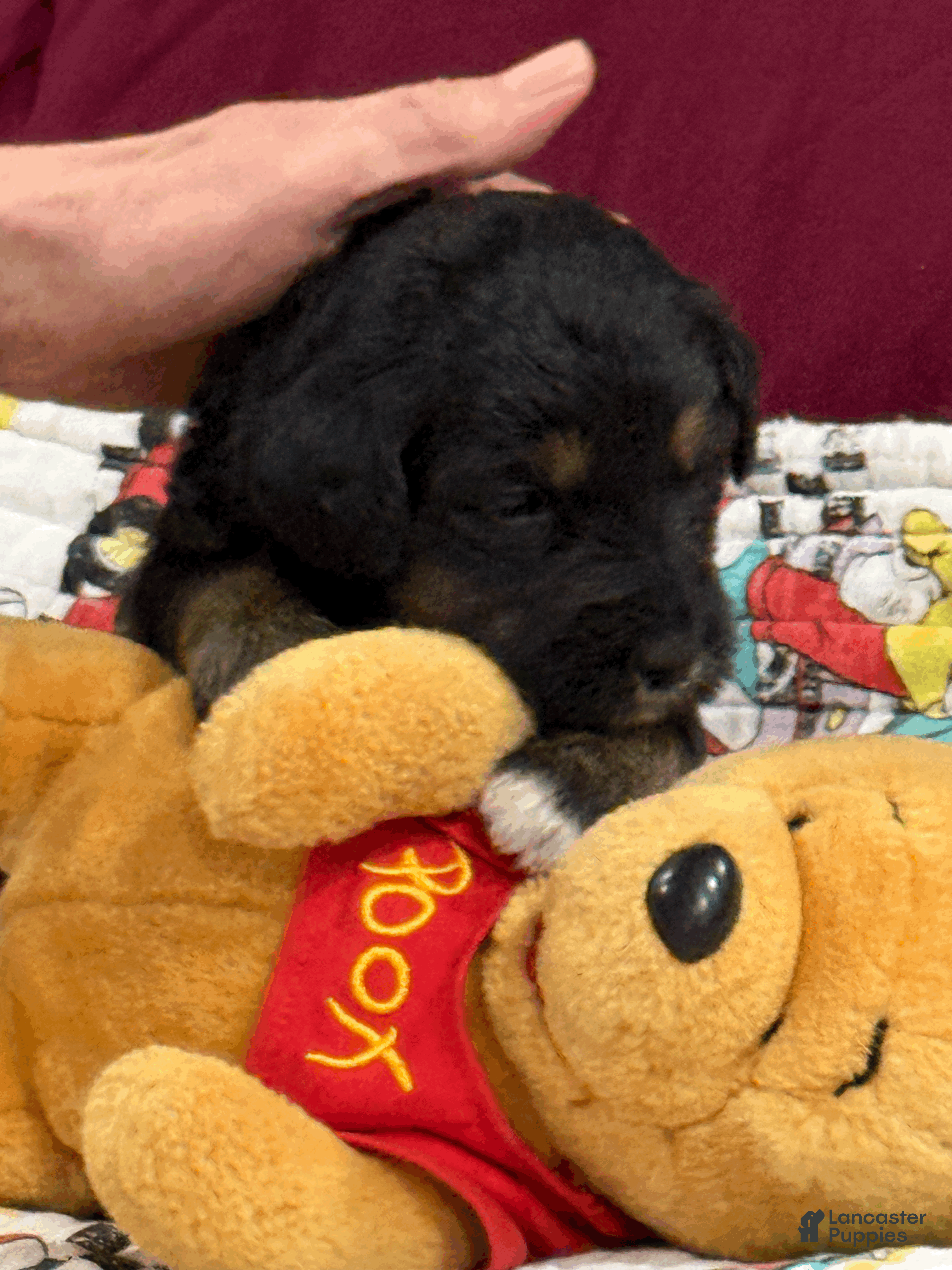 Goldendoodle dogs Purple - Ad 2