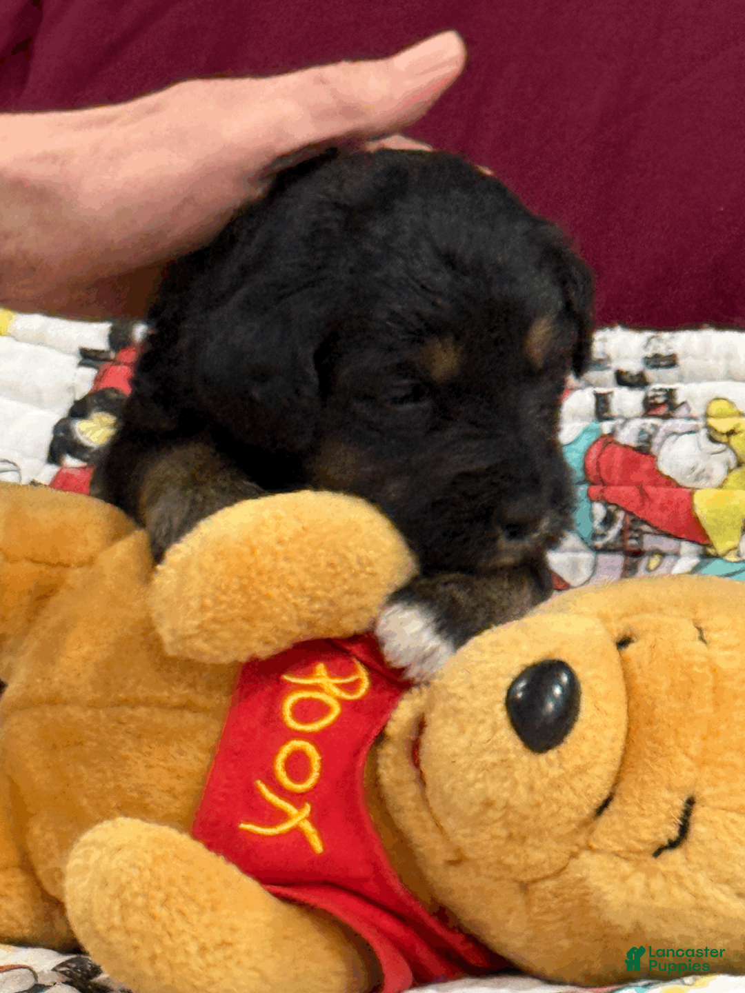 Goldendoodle dogs for sale: Purple - Ad 2