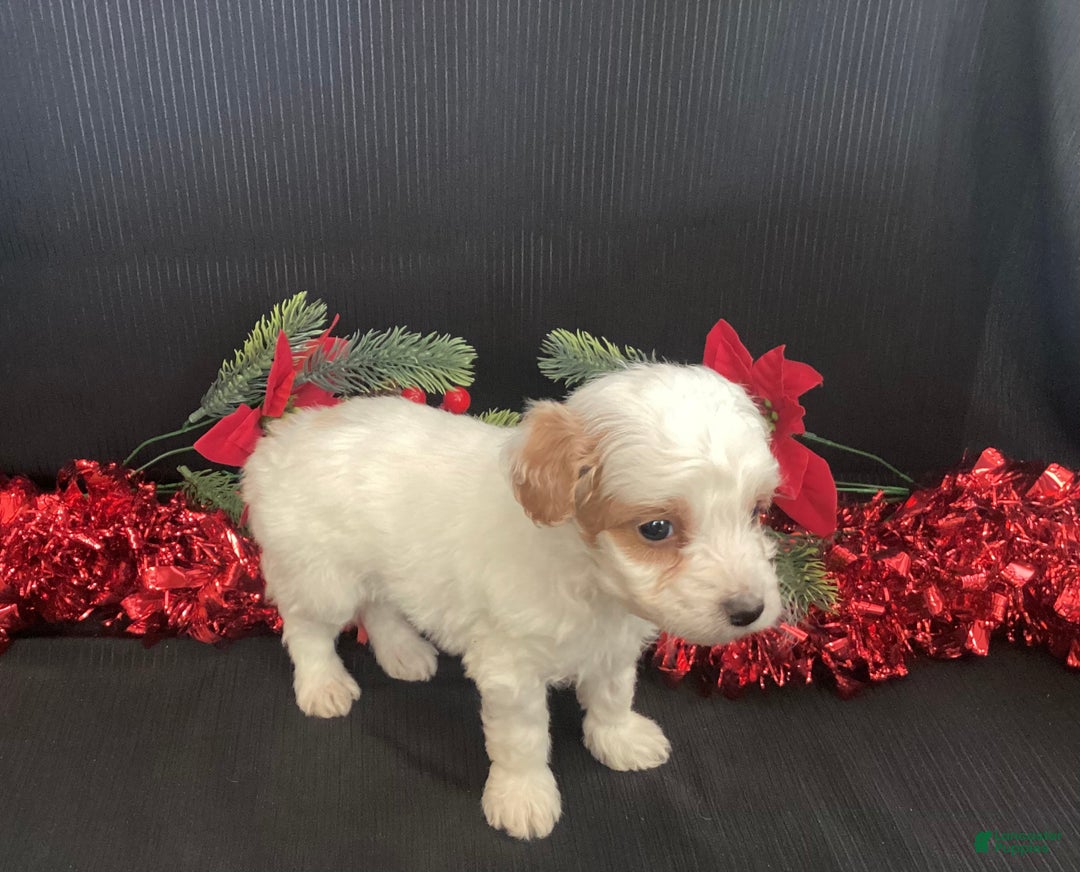 Mini Goldendoodle dogs for sale: Woody - Ad 2